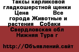 Таксы карликовой гладкошерстной щенки › Цена ­ 20 000 - Все города Животные и растения » Собаки   . Свердловская обл.,Нижняя Тура г.